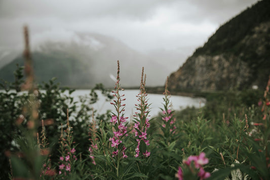 Wild pink fireweed in bloom on a misty mountain lakeshore