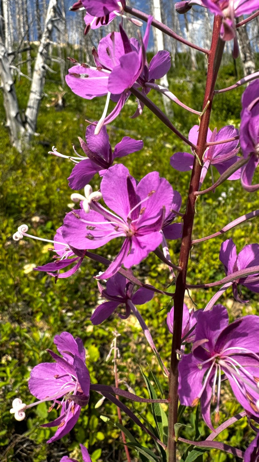 Fireweed in bloom among fire-scorched trees — the plant that threads through TÉHUA's Fireweed Trio.